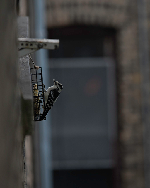 woodpecker hanging from suet